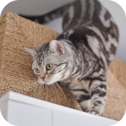 危険な場所に入る猫のイメージ画像