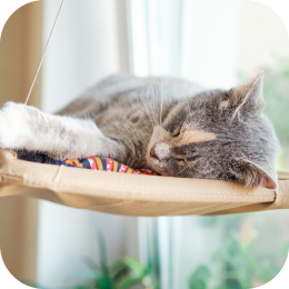 猫の運動不足のイメージ画像